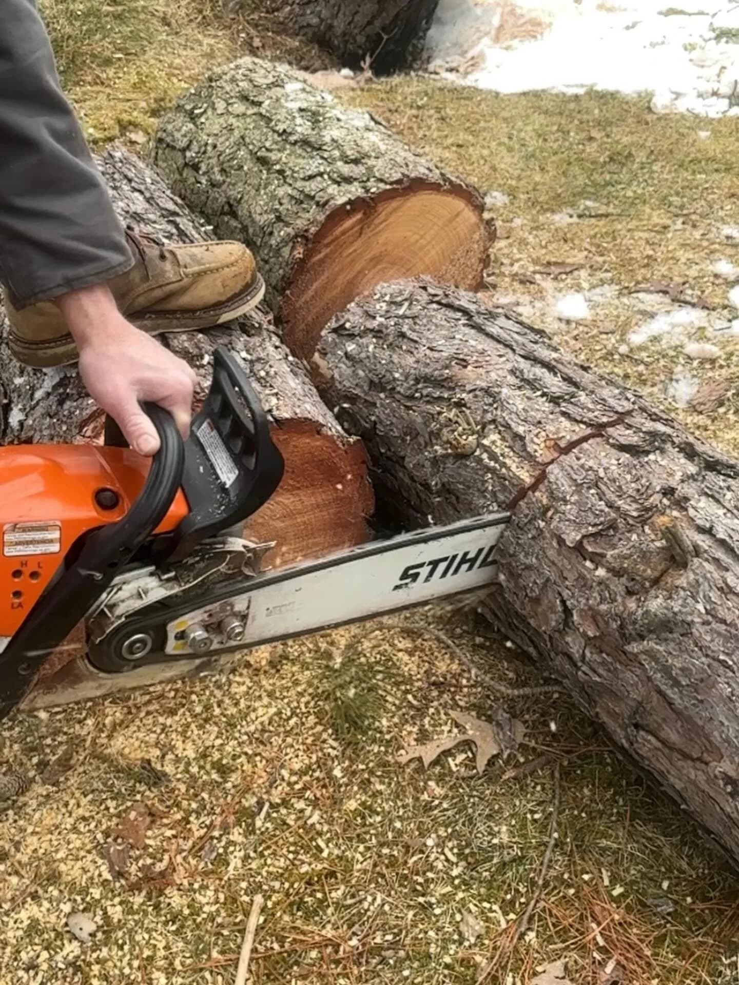 Tree removal cutting work near a South Jersey home