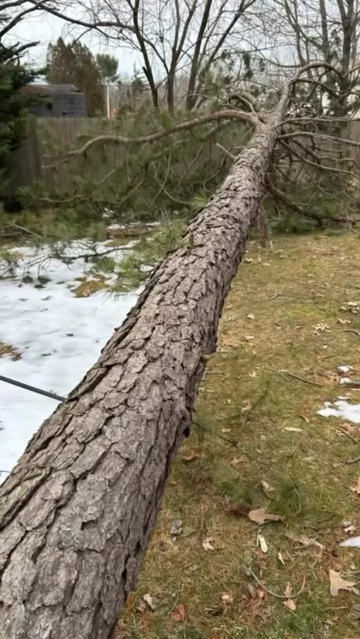 Large pine felled and laid out for removal after a storm in South Jersey